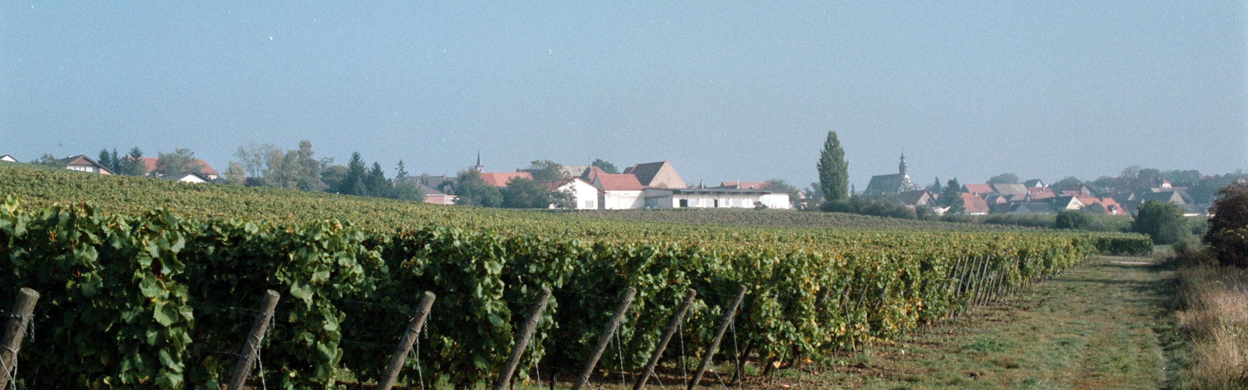 Weingut Petry & Frieß in Weinolsheim